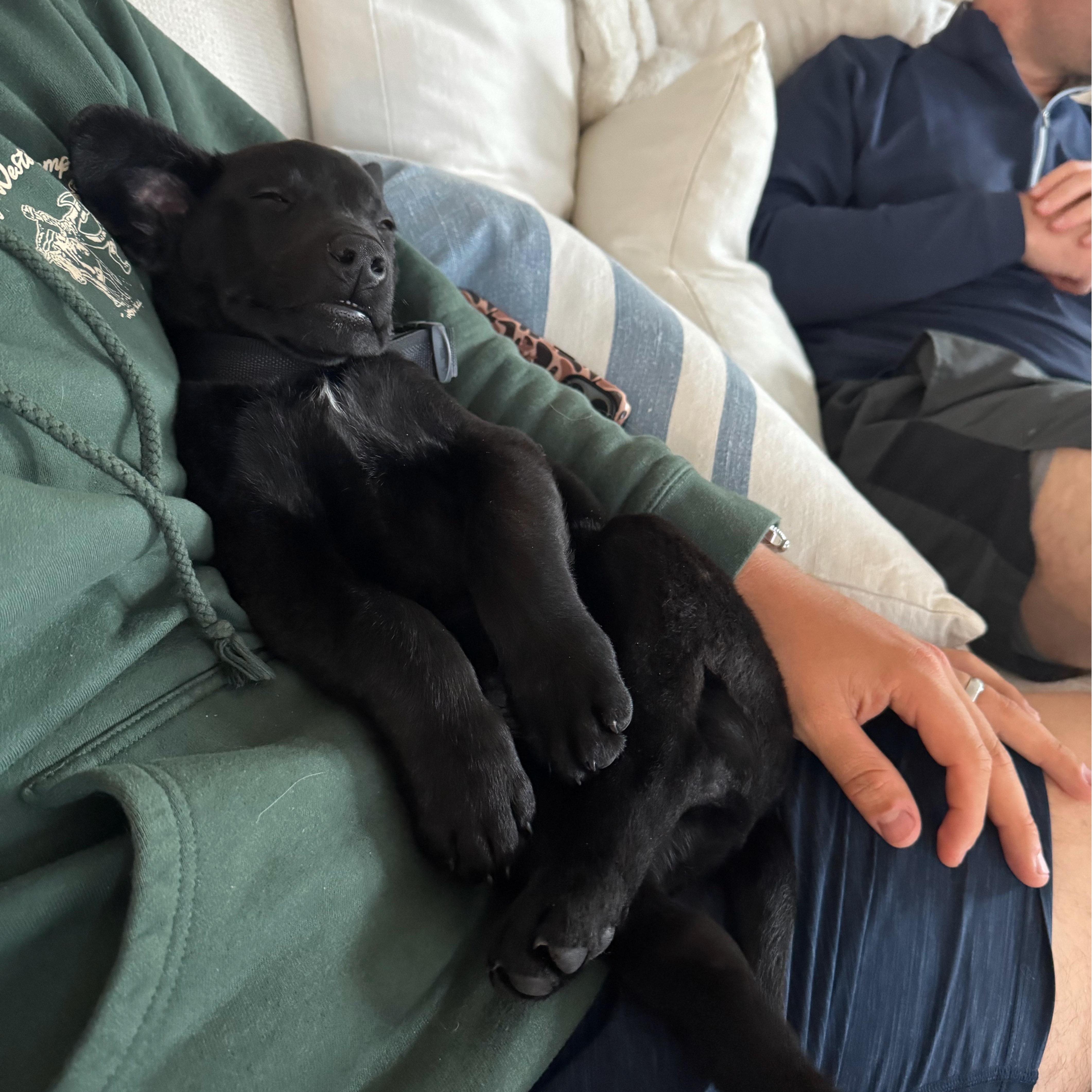 Enlarge Scott (Heated Rivalry litter), a ADOPTABLE mixed breed in San Diego, CA image 6/6