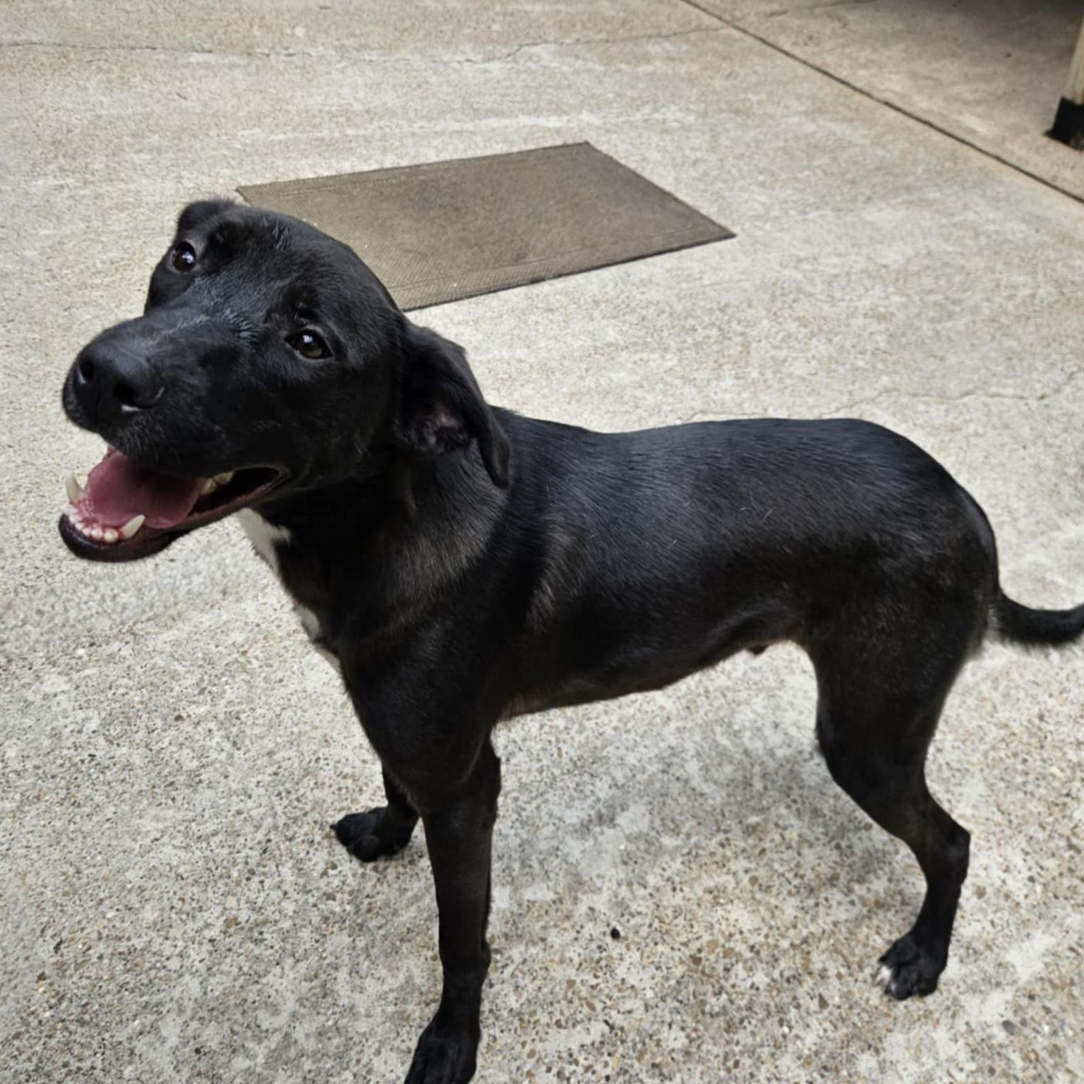 Ash, a Adoptable mixed breed in Newark, NJ image 2/5