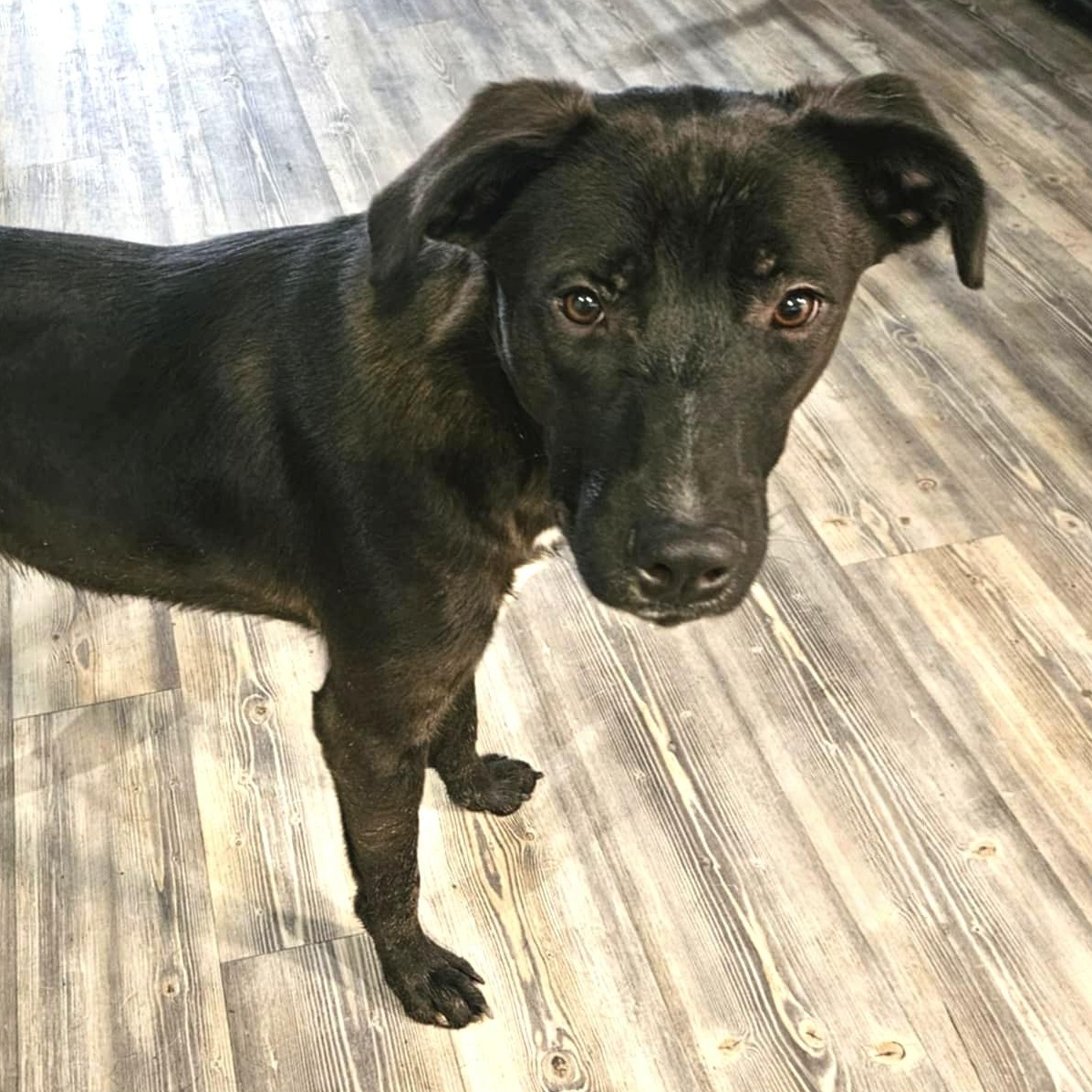 Ash, a Adoptable mixed breed in Newark, NJ image 4/5