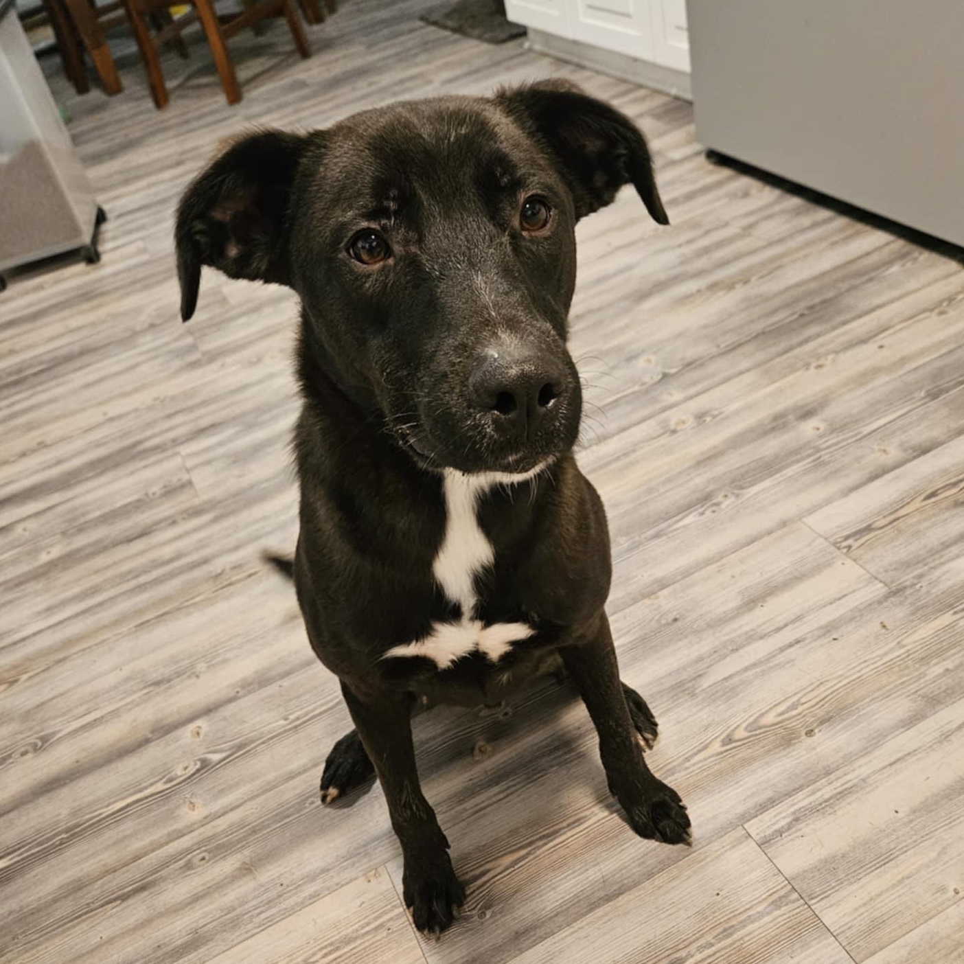 Ash, a Adoptable mixed breed in Newark, NJ image 3/5