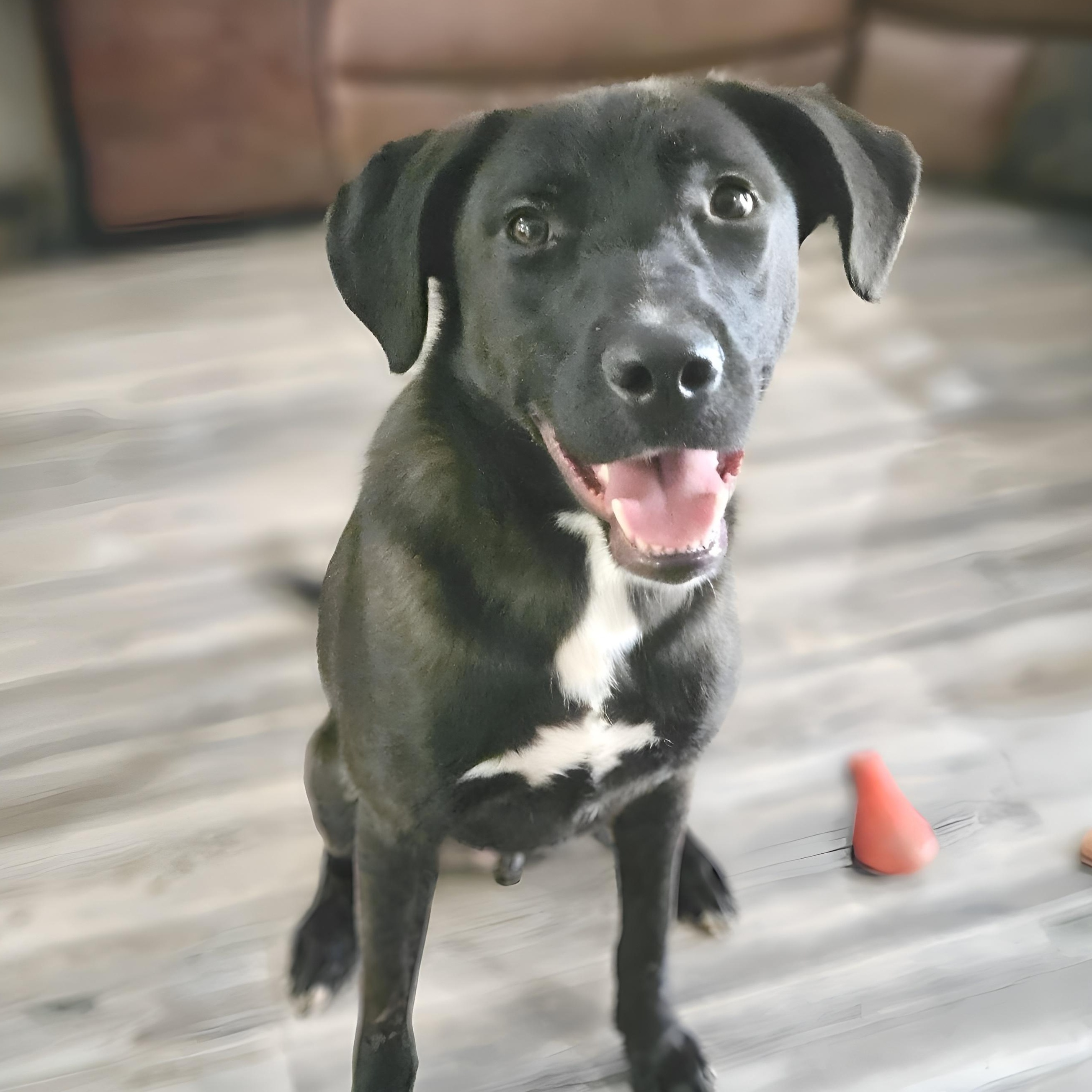 Ash, a Adoptable mixed breed in Newark, NJ image 1/5