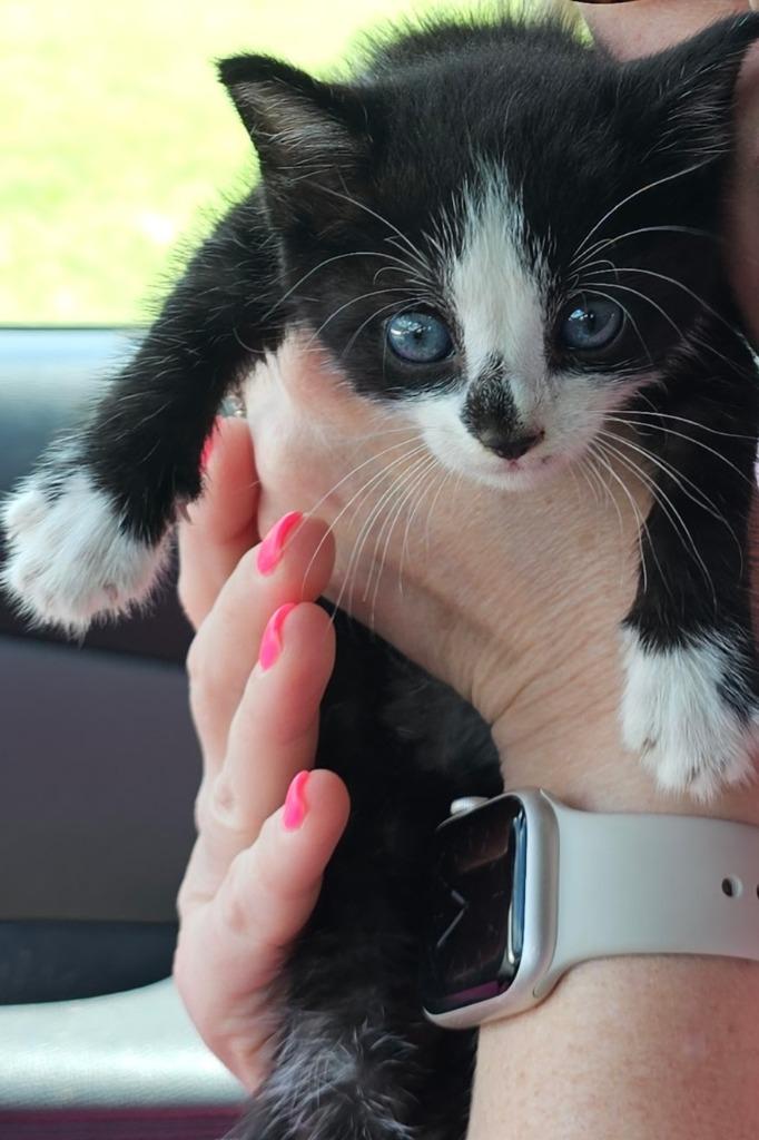 Steve, Adoptable, Young Male Domestic Short Hair.