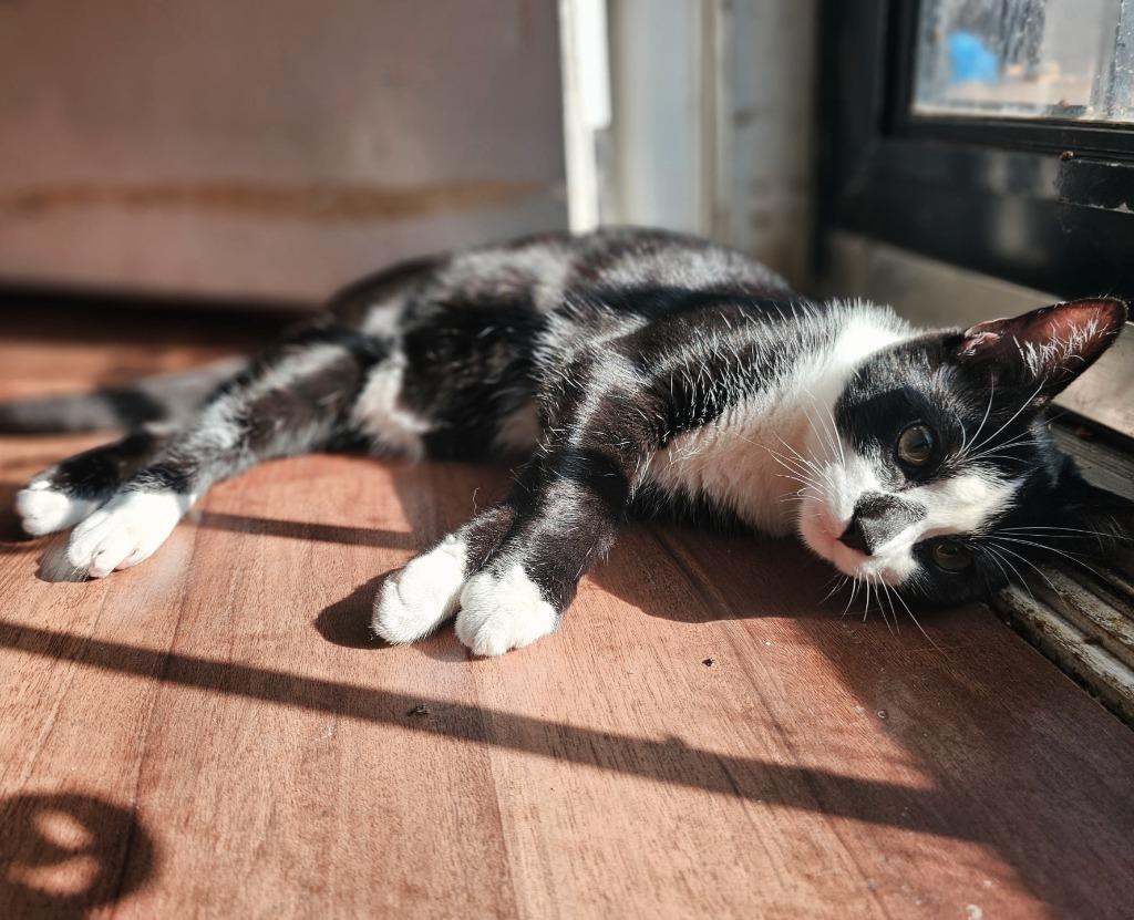 Enlarge Steve, a Adoptable mixed breed in Fayetteville, TN image 2/2