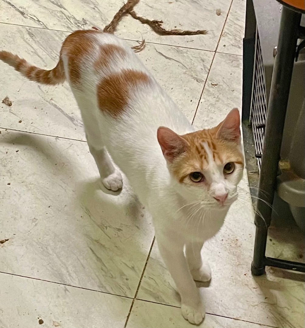 Russet, Adoptable, Young Male Domestic Short Hair & American Shorthair.