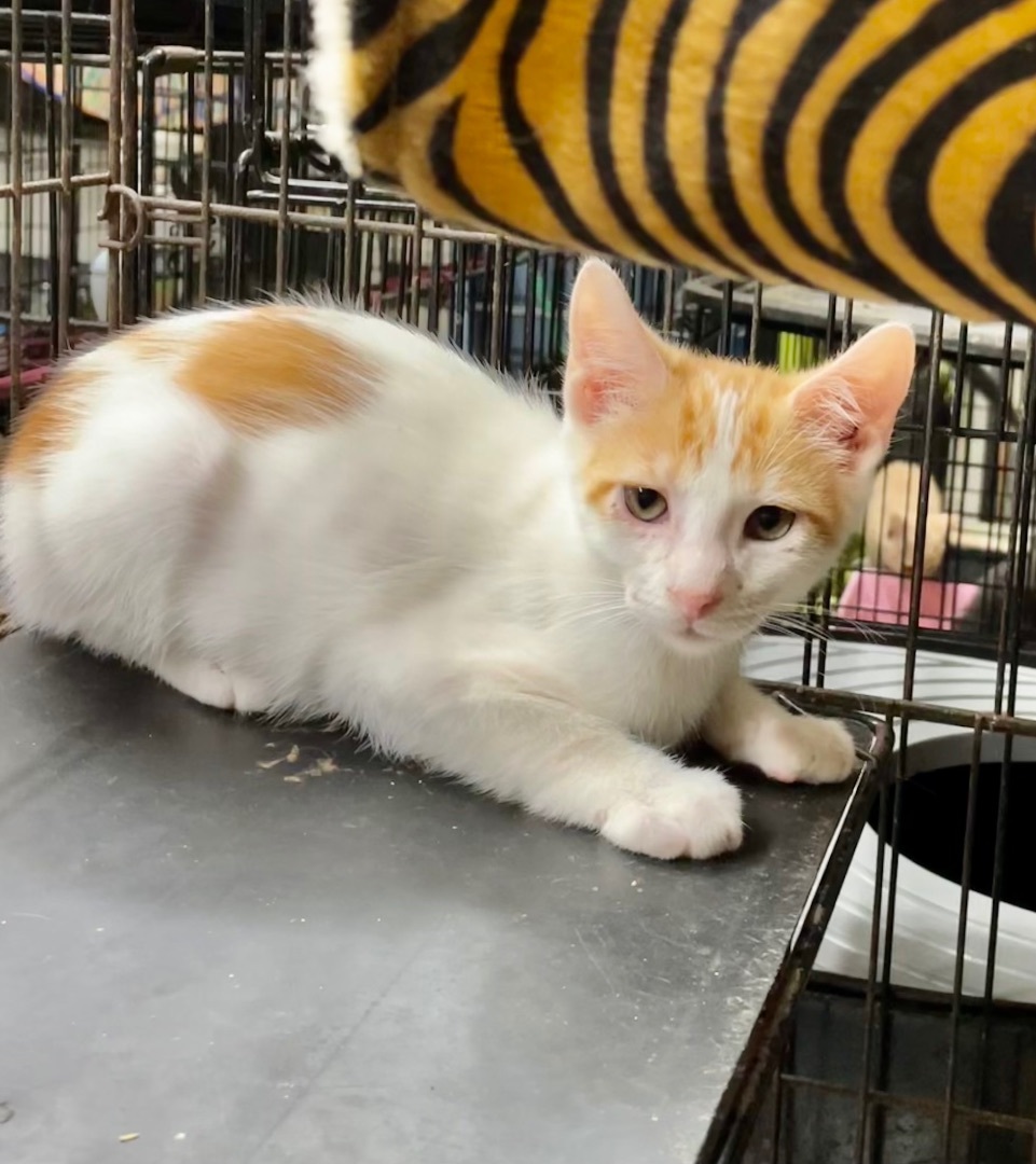 Enlarge Russet, a Adoptable mixed breed in New Orleans, LA image 2/4