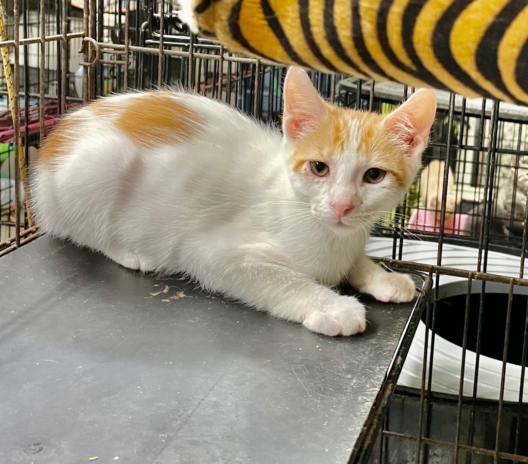Enlarge Russet, a Adoptable mixed breed in New Orleans, LA image 3/4