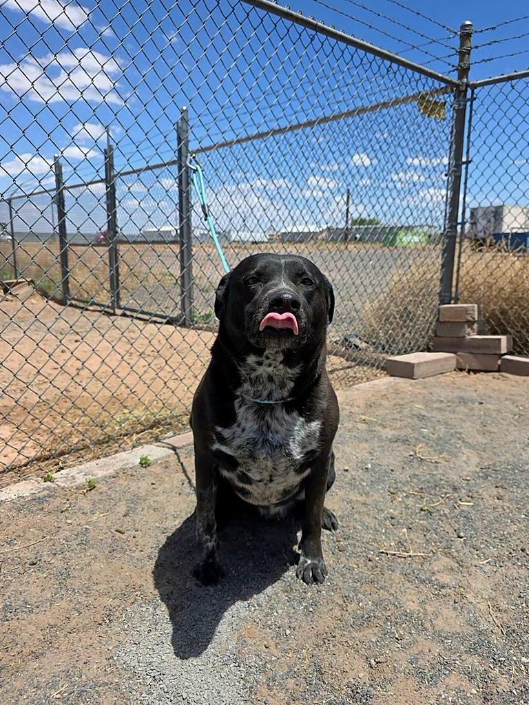 Enlarge Blue, a Adoptable mixed breed in Holbrook, AZ image 1/2