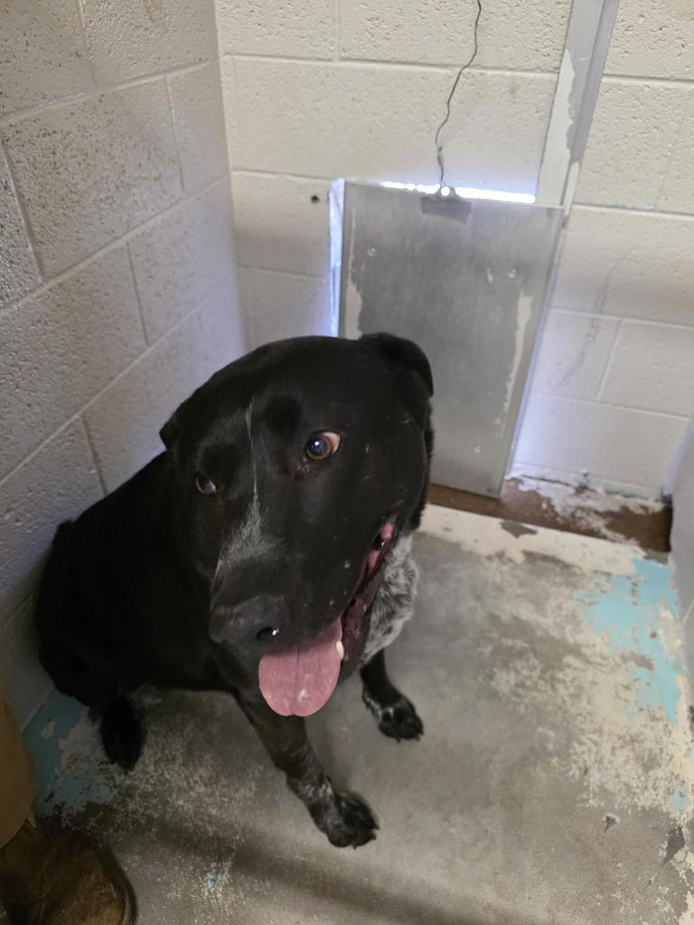 Enlarge Blue, a Adoptable mixed breed in Holbrook, AZ image 1/1