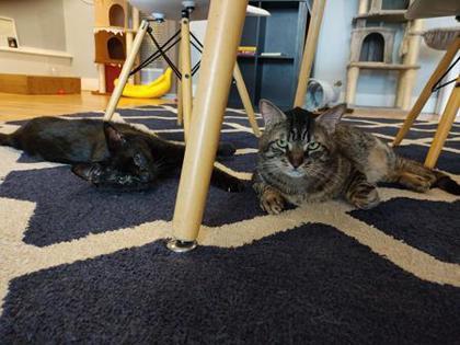 Bramble Jamble, Adoptable, Senior Male Domestic Medium Hair & Domestic Short Hair.