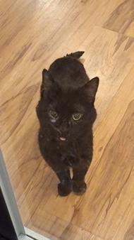 Enlarge Bramble Jamble, a Adoptable mixed breed in Cleveland, OH image 2/3