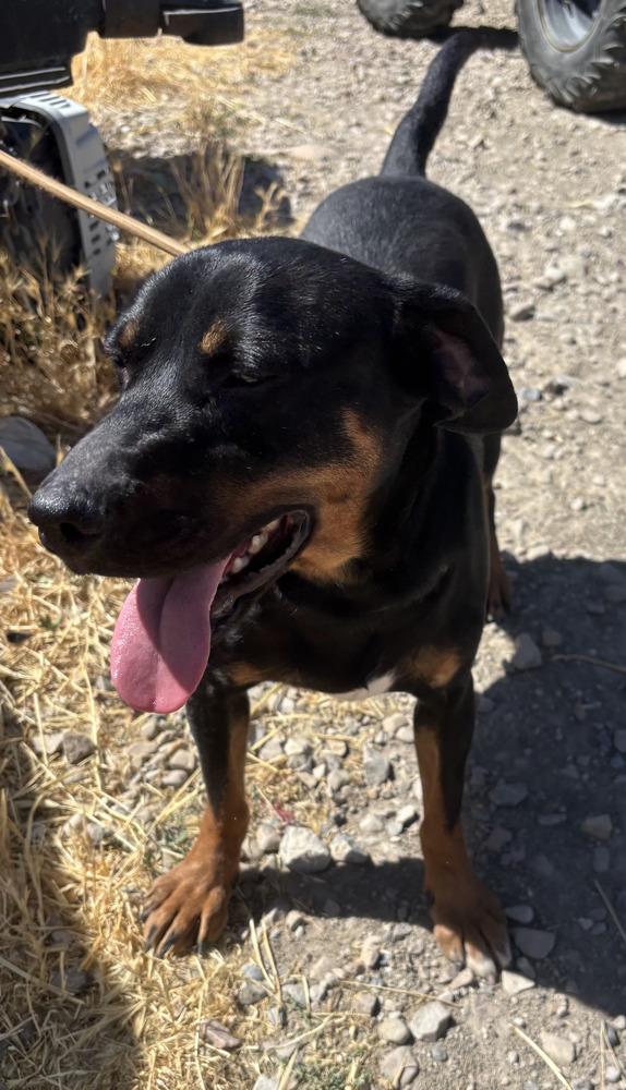 BamBam, Adoptable, Young Male Miniature Pinscher & Dachshund.