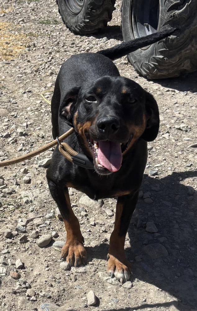Enlarge BamBam, a Adoptable mixed breed in Draper, UT image 2/5