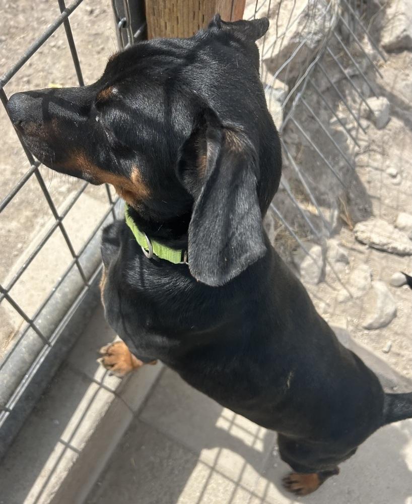 Enlarge BamBam, a Adoptable mixed breed in Draper, UT image 3/5
