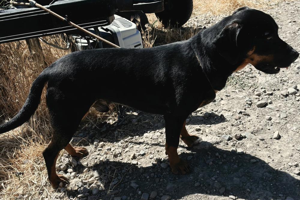 Enlarge BamBam, a Adoptable mixed breed in Draper, UT image 4/5