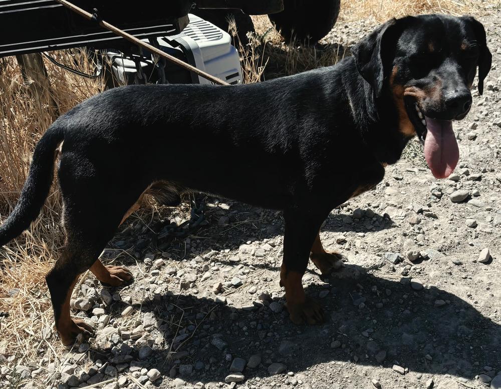 Enlarge BamBam, a Adoptable mixed breed in Draper, UT image 5/5