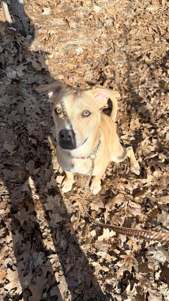 Thor, Adoptable, Adult Male Staffordshire Bull Terrier & Husky.