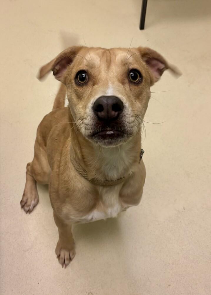 Thor, Adoptable, Adult Male Staffordshire Bull Terrier & Husky.
