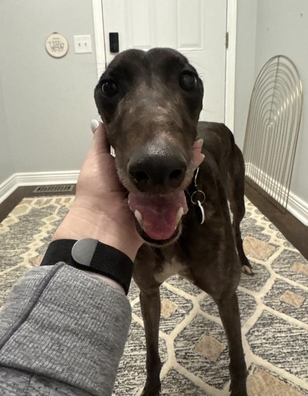 Dottie, ADOPTABLE, Adult Female Greyhound.