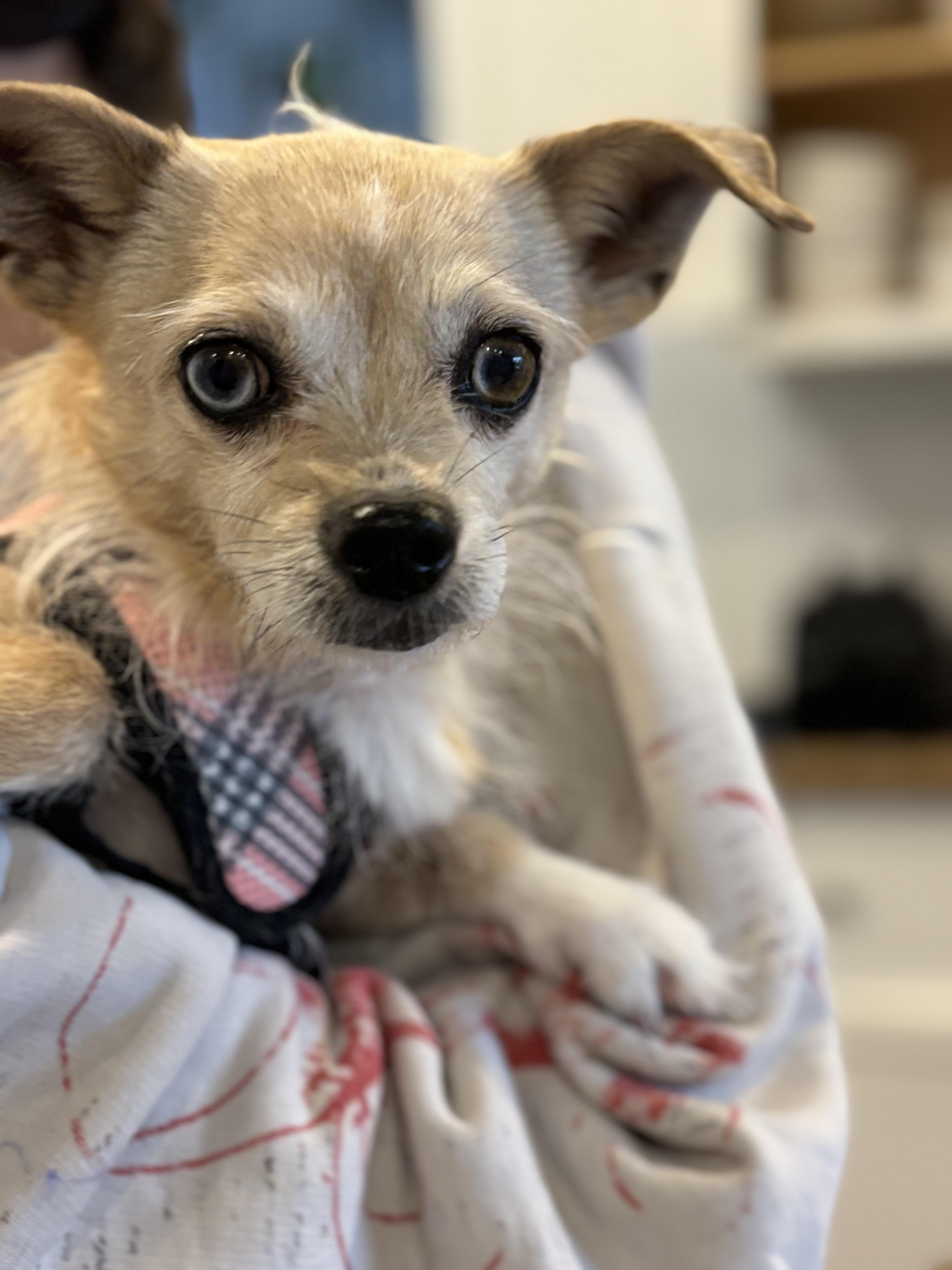 Enlarge Ophelia, a Adoptable mixed breed in Stamford, CT image 4/6