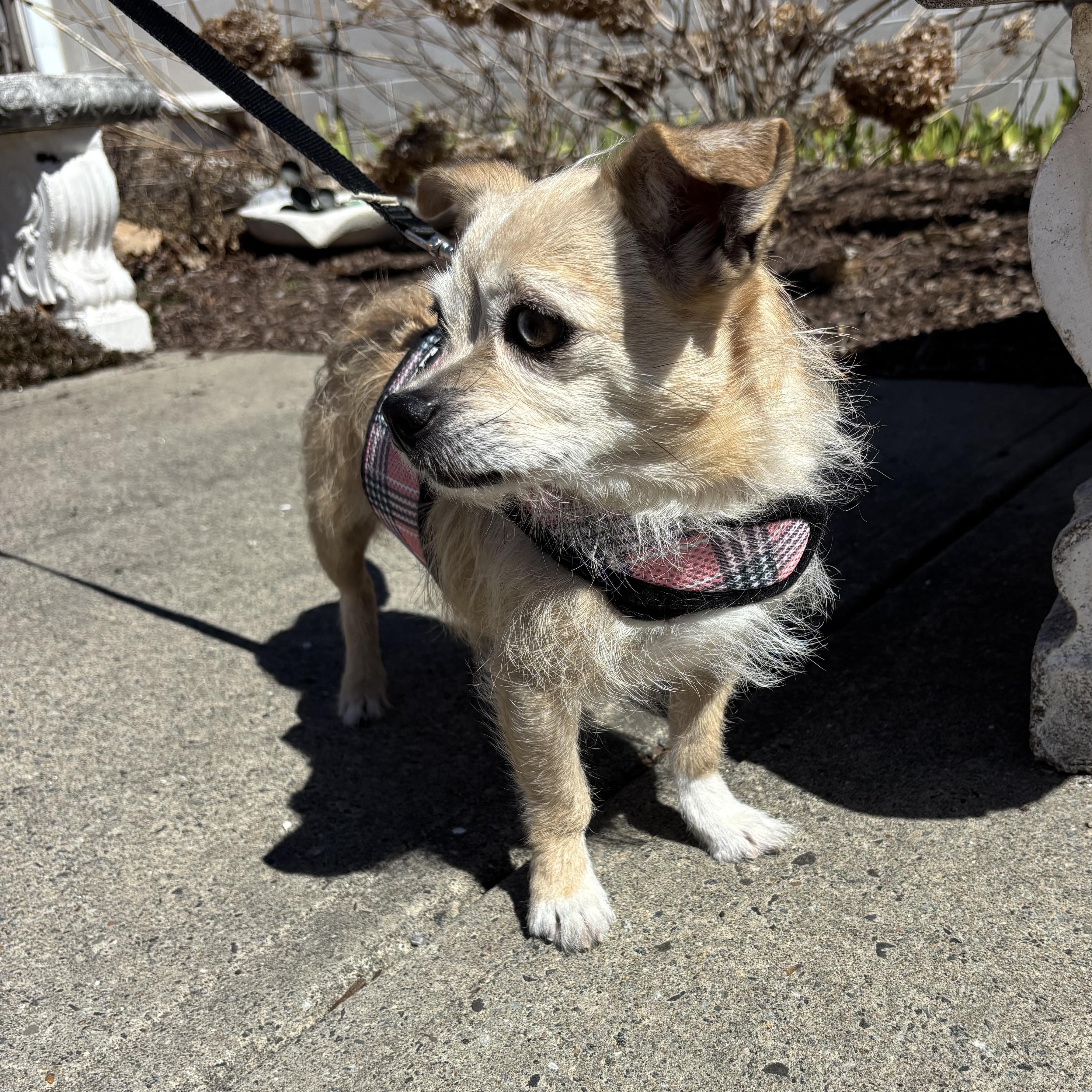 Enlarge Ophelia, a Adoptable mixed breed in Stamford, CT image 6/6