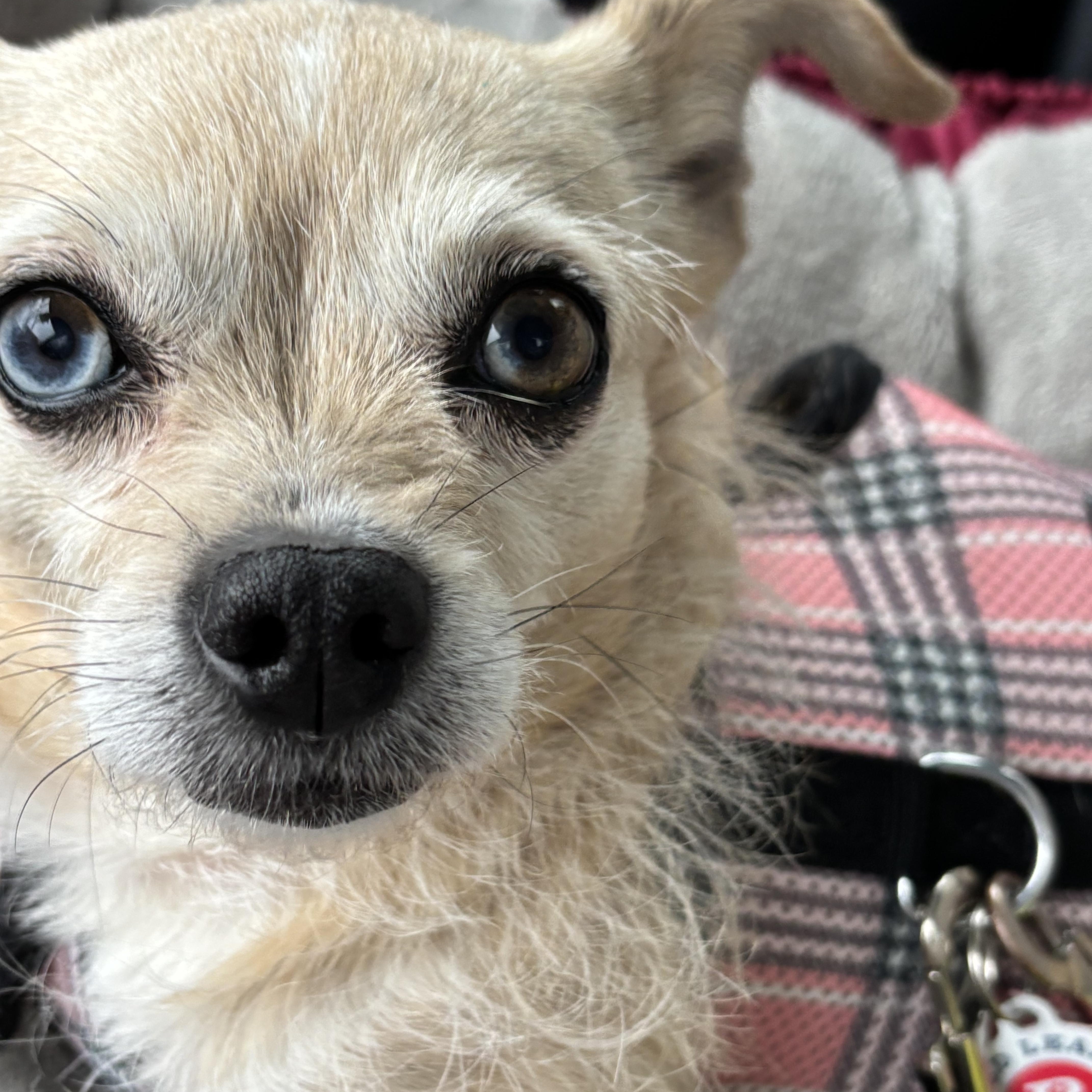 Enlarge Ophelia, a Adoptable mixed breed in Stamford, CT image 5/6