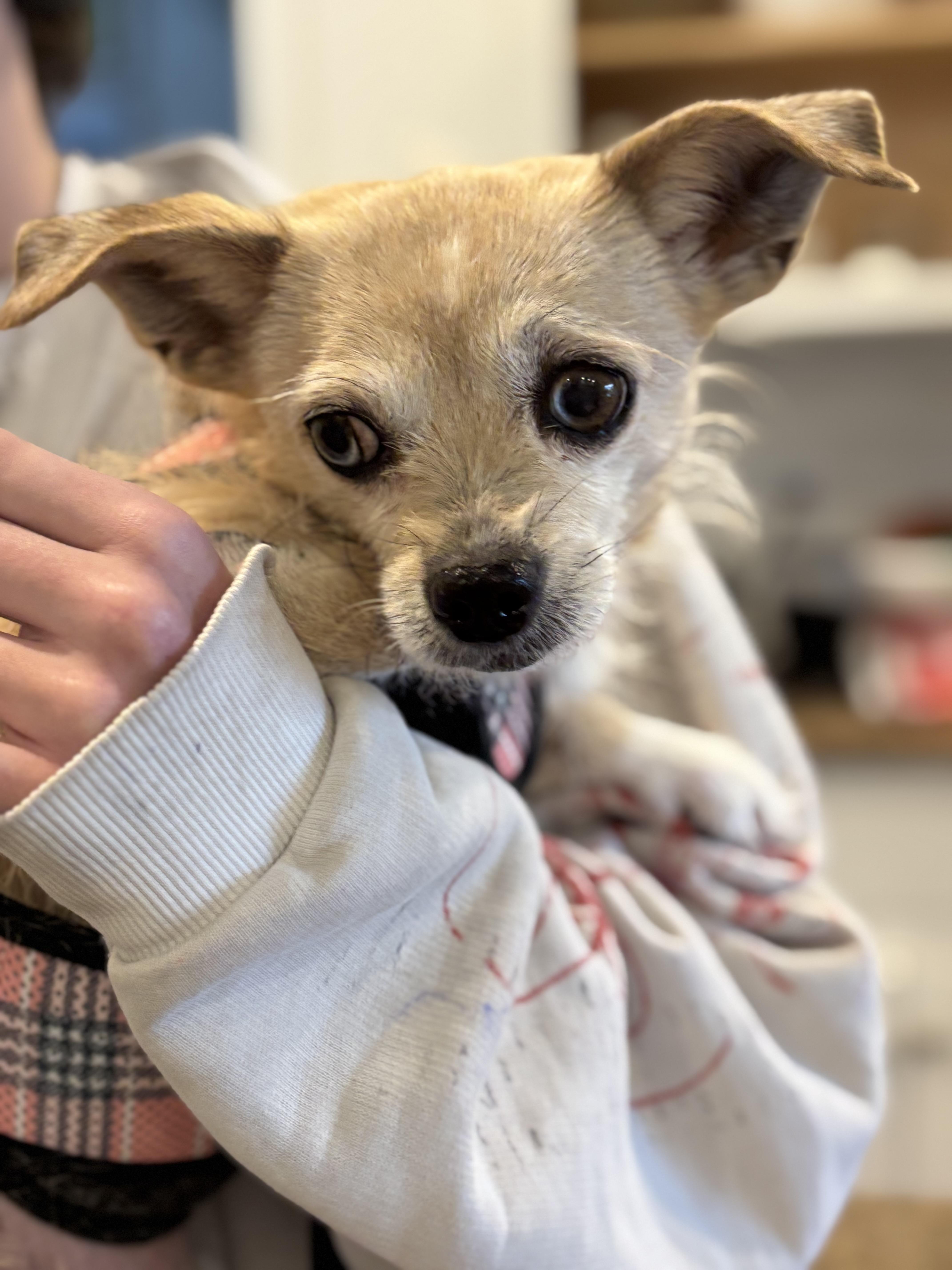 Enlarge Ophelia, a Adoptable mixed breed in Stamford, CT image 3/6