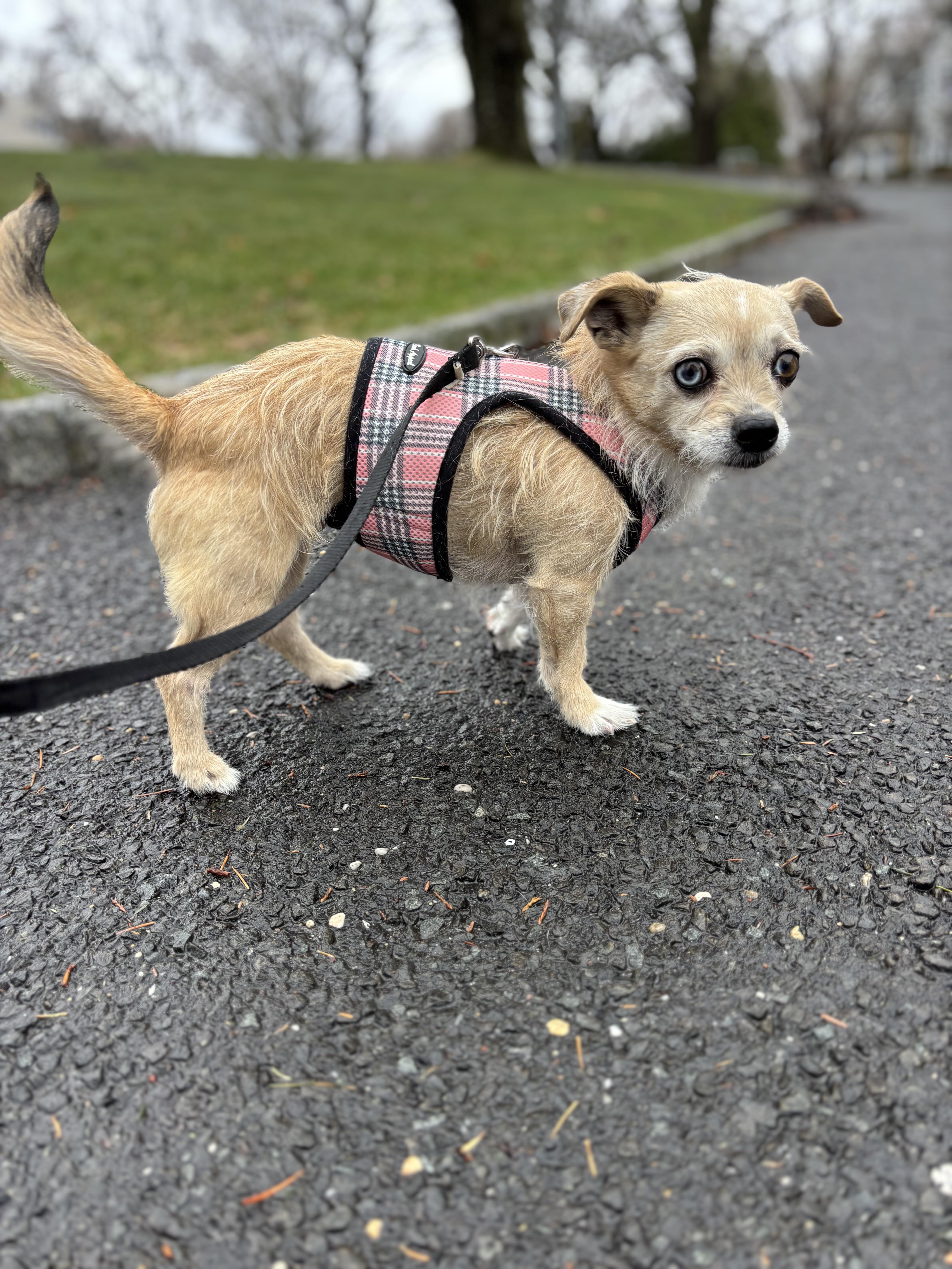 Enlarge Ophelia, a Adoptable mixed breed in Stamford, CT image 2/6