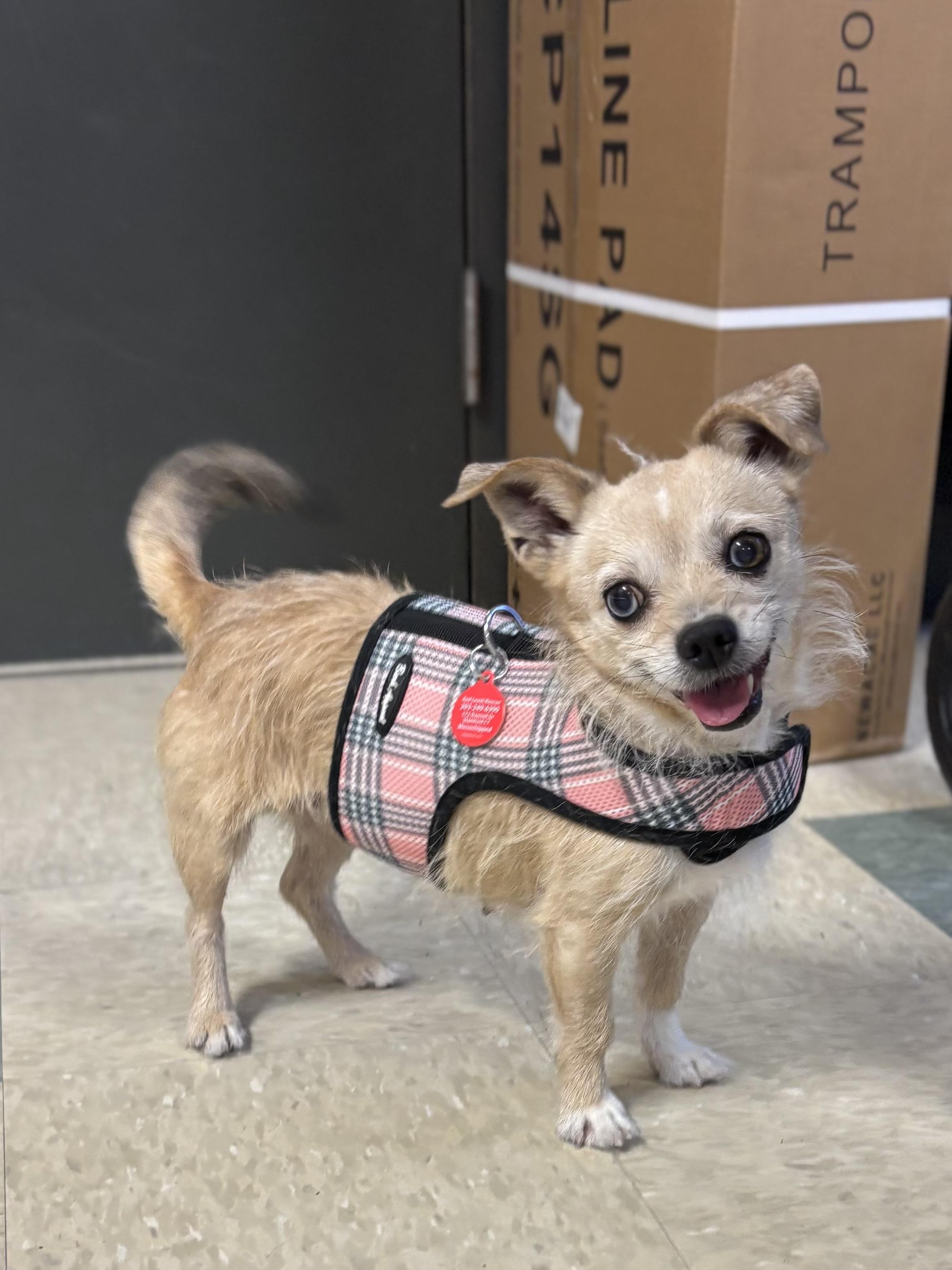 Ophelia, Adoptable, Adult Female Wirehaired Terrier & Chihuahua.