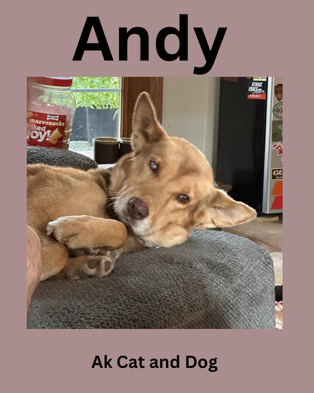Enlarge Andy, a Adoptable mixed breed in Wasilla, AK image 1/1