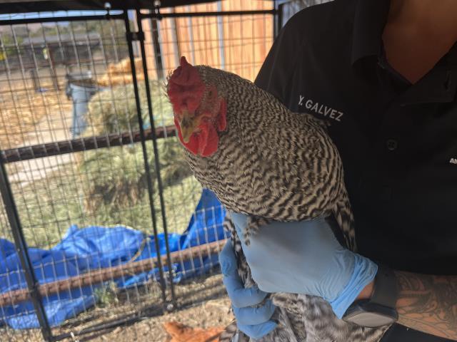 Enlarge A343664, a Adoptable Chicken in San Luis Obispo, CA image 1/1