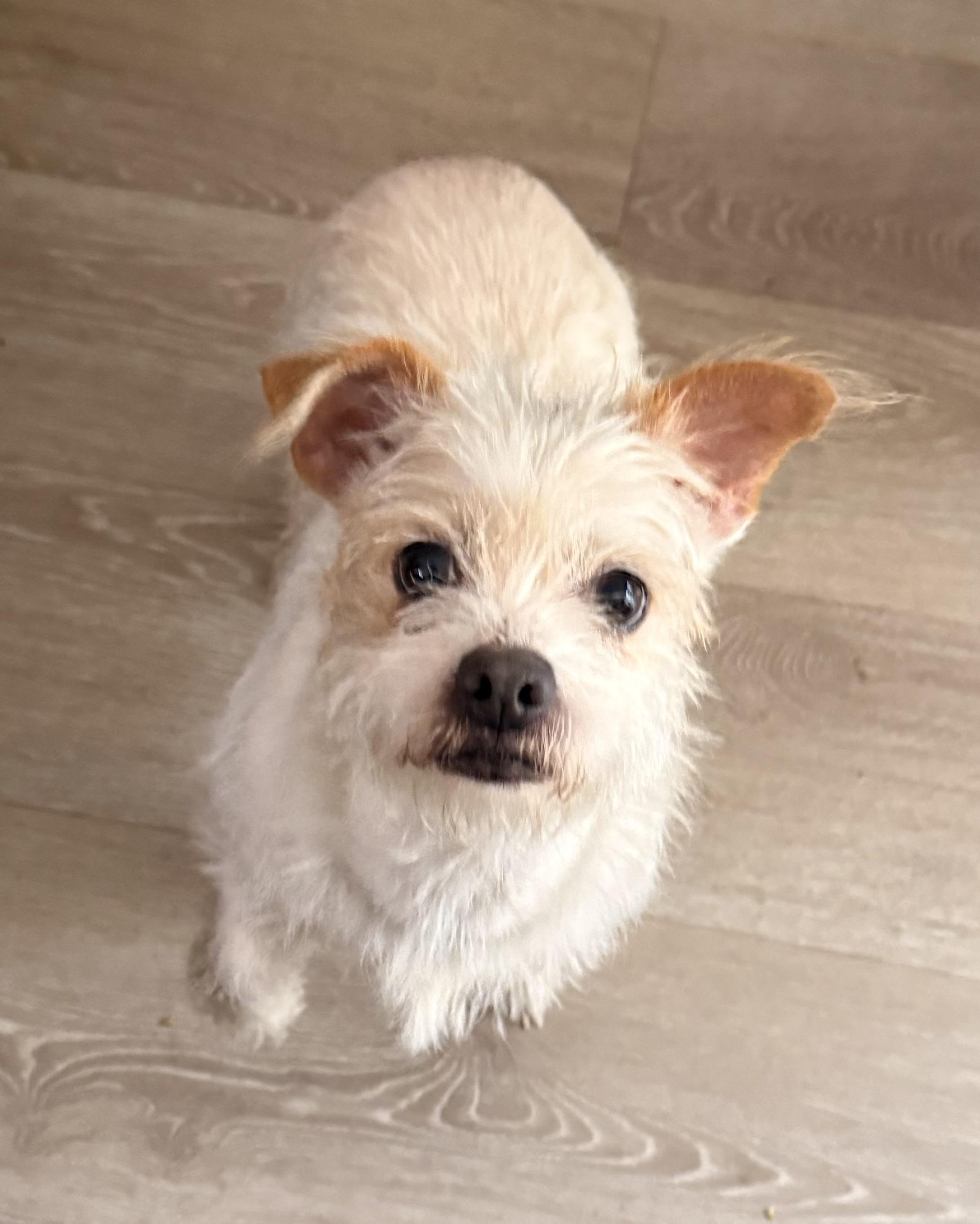 Roxy, an adopted mixed breed in Charlotte, NC image 4/4