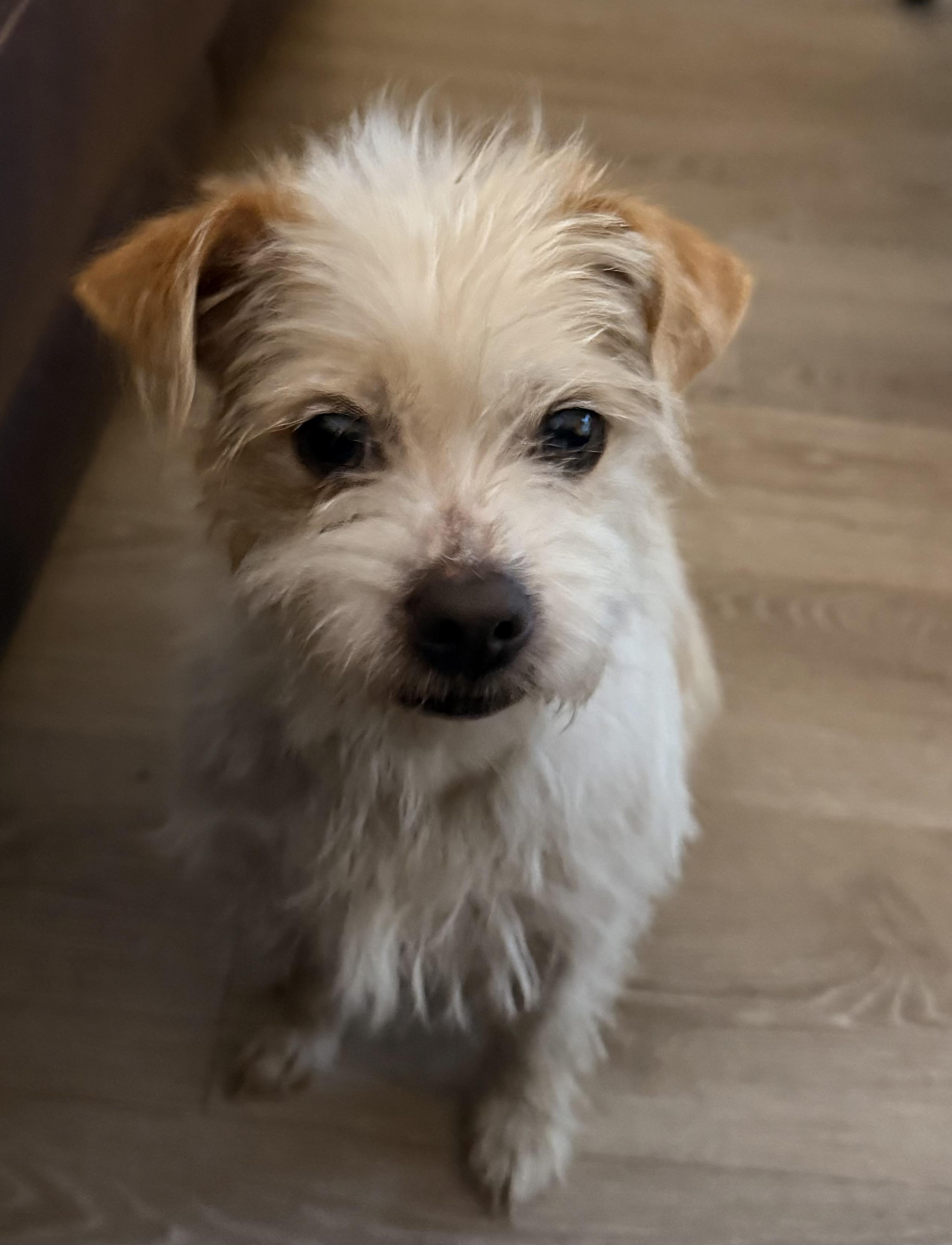 Roxy, an adopted mixed breed in Charlotte, NC image 2/4