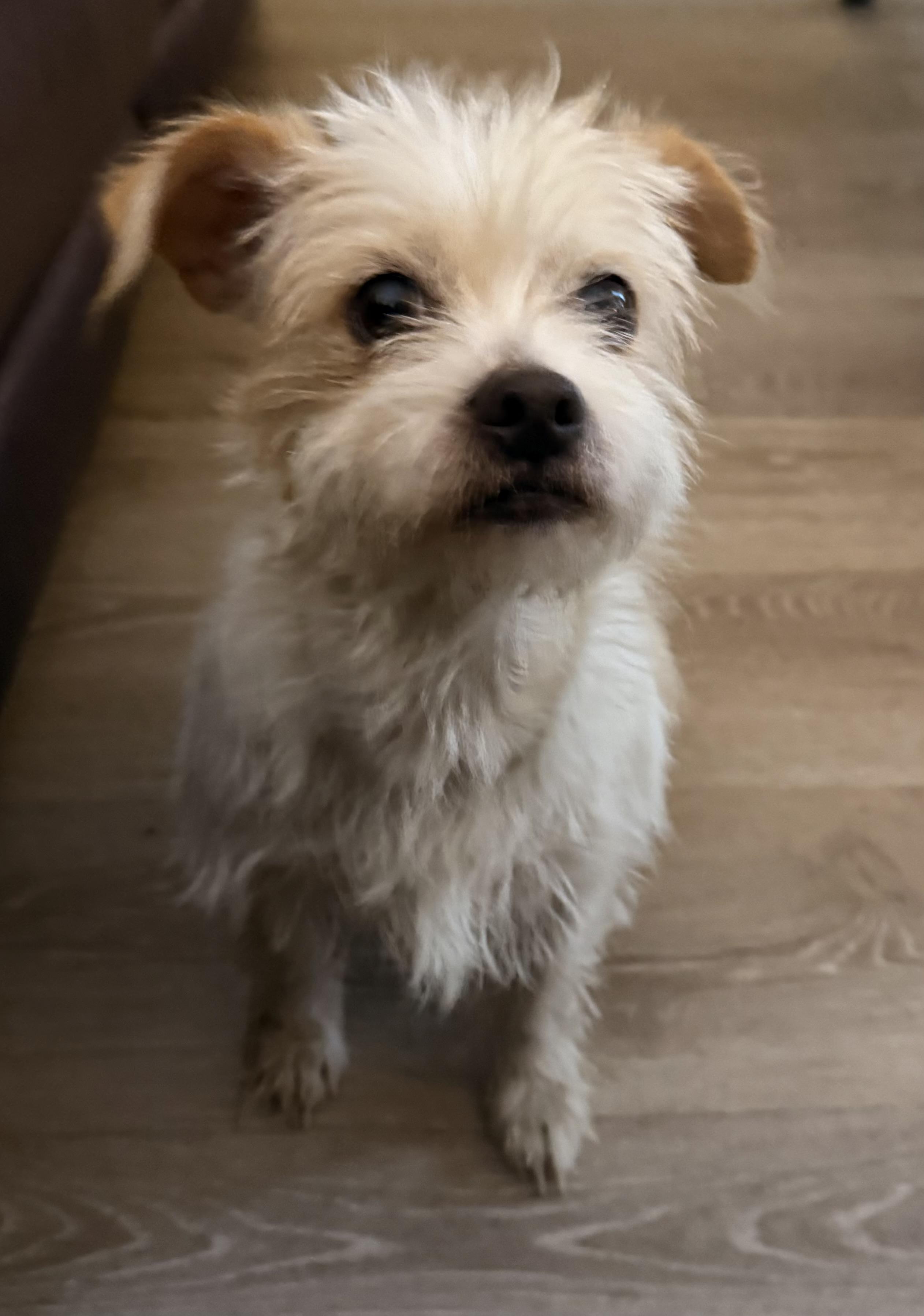 Roxy, an adopted mixed breed in Charlotte, NC image 3/4