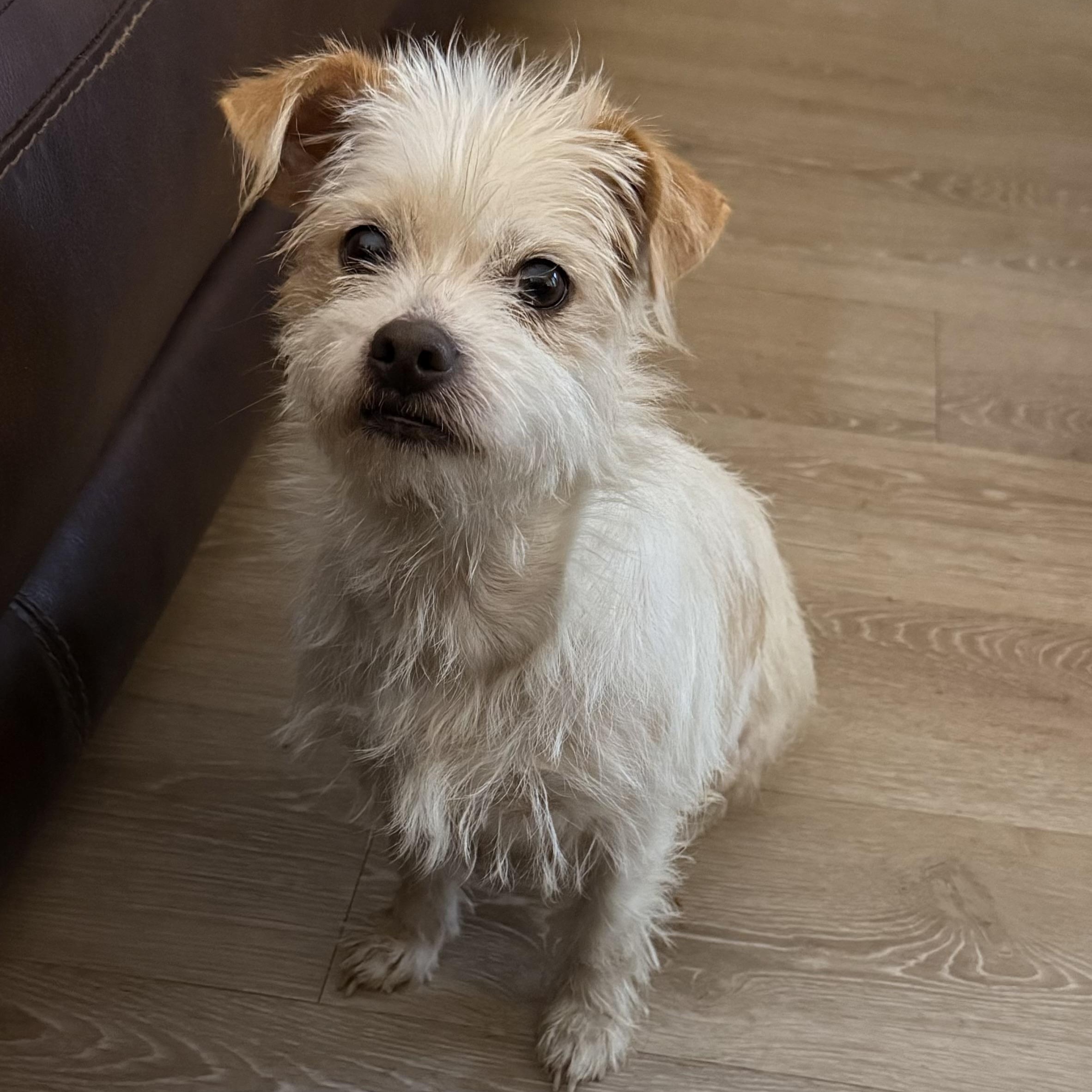 Roxy, an adopted mixed breed in Charlotte, NC image 1/4
