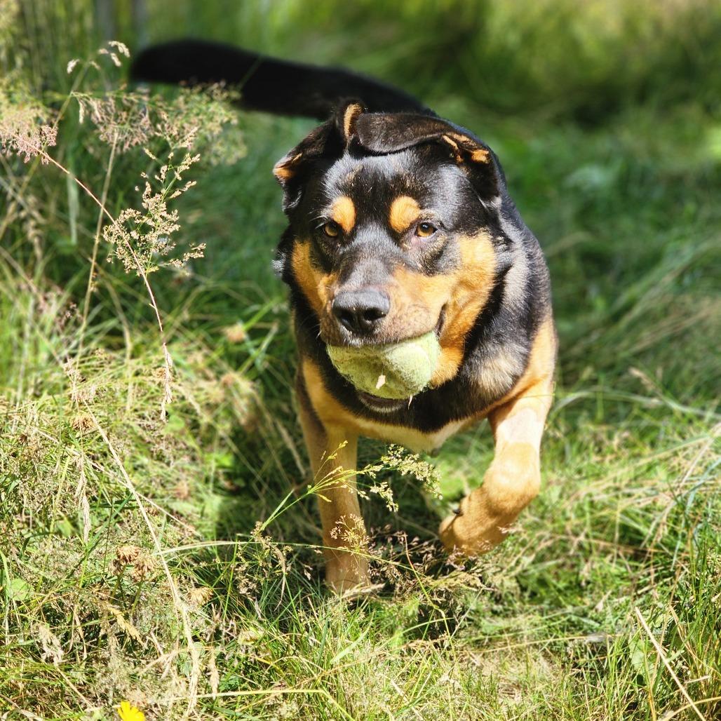 Enlarge Goomba, a Adoptable mixed breed in Port Angeles, WA image 3/3