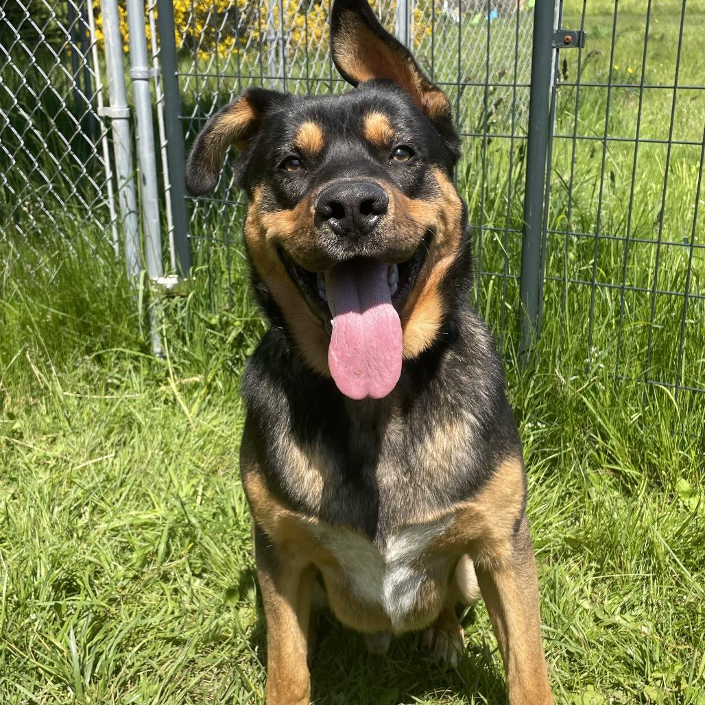 Enlarge Goomba, a Adoptable mixed breed in Port Angeles, WA image 1/3