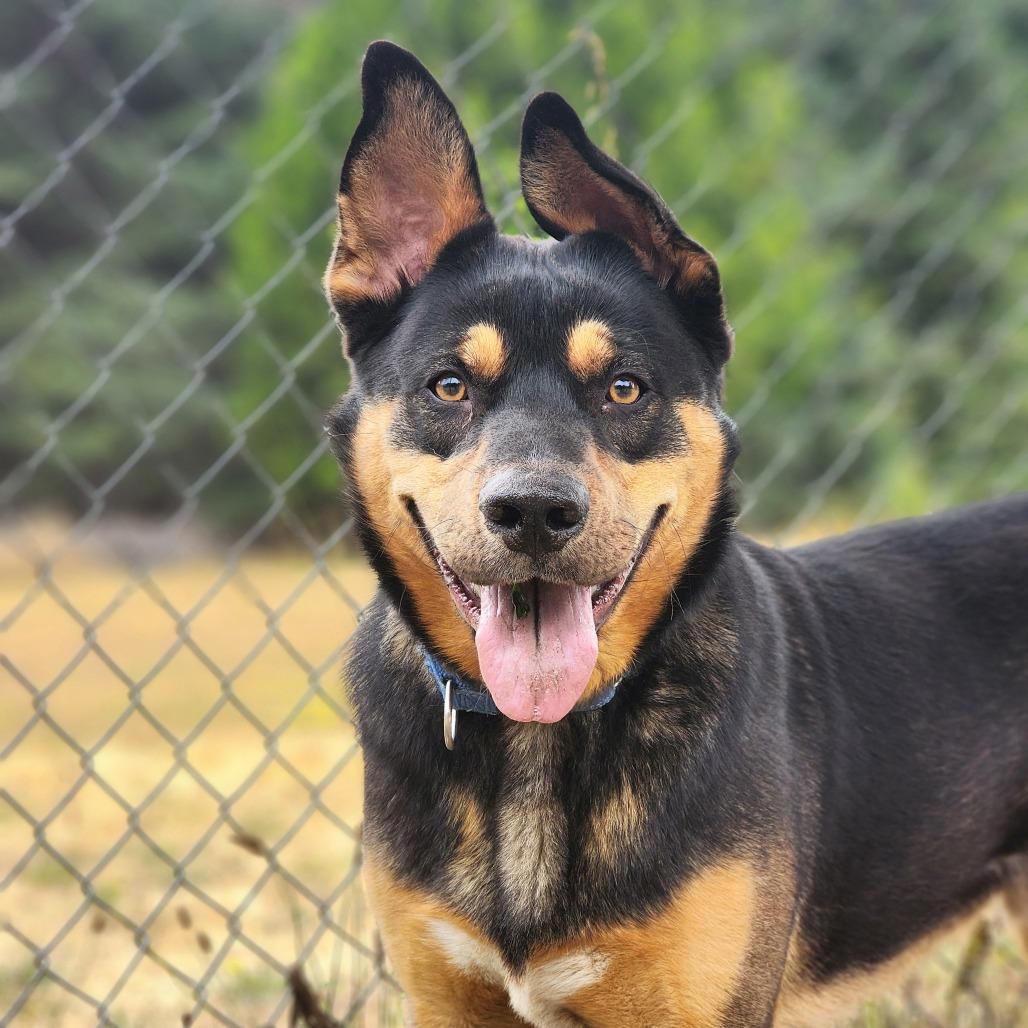 Enlarge Goomba, a Adoptable mixed breed in Port Angeles, WA image 2/3