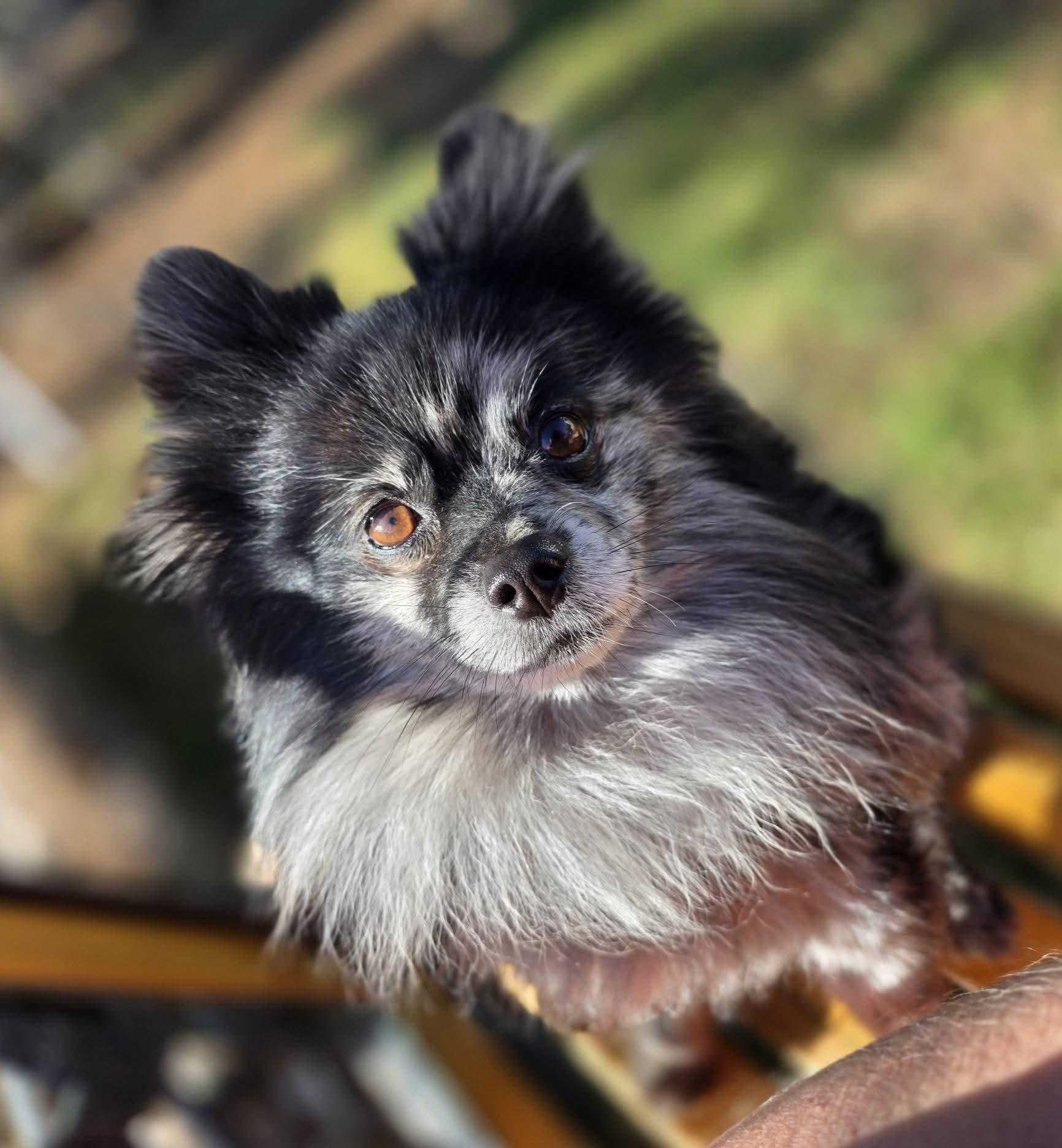 Han Solo, adopted, Adult Male Pomeranian.