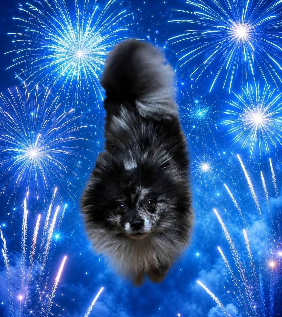 Han Solo, an adopted Pomeranian in Clovis, CA image 3/4
