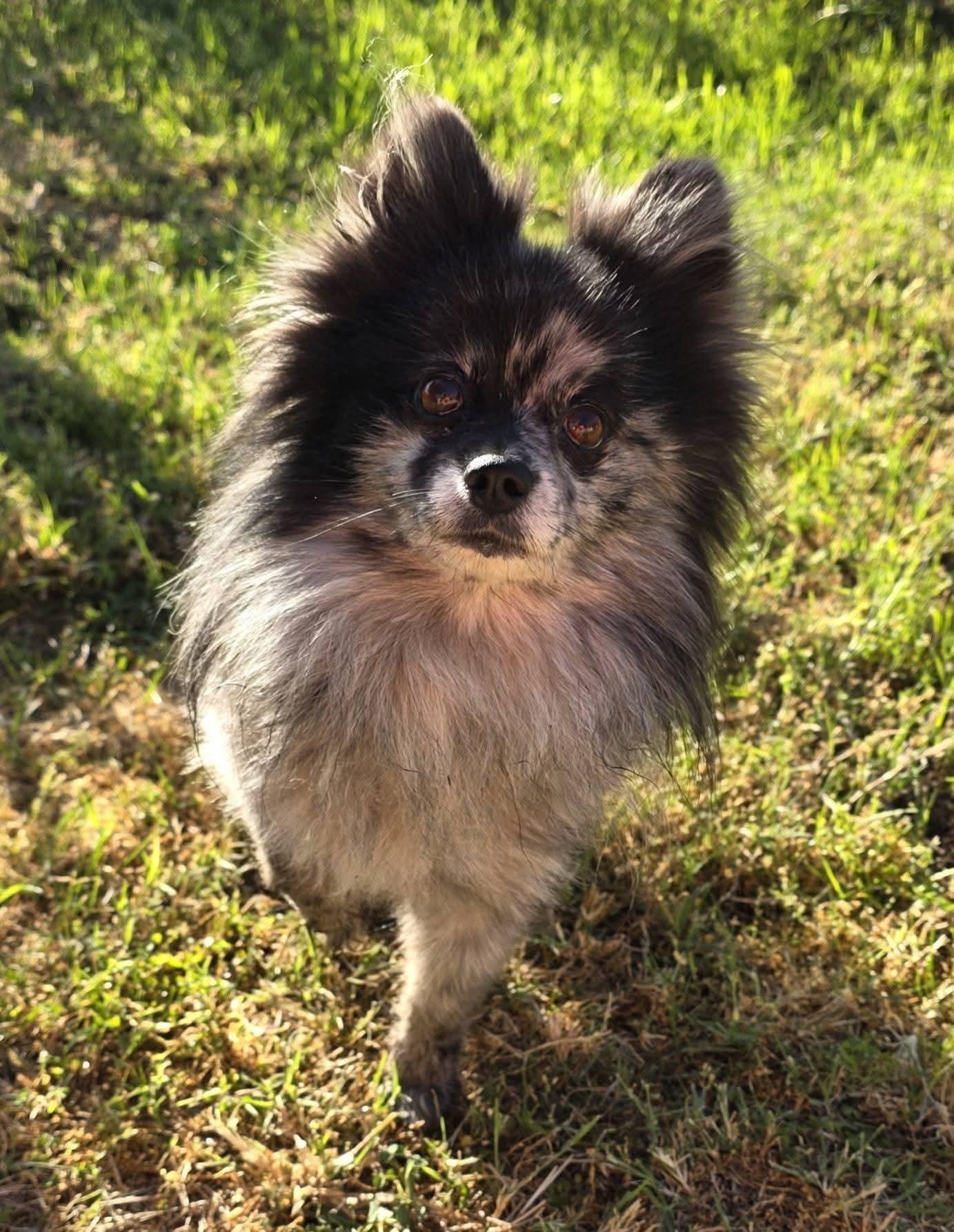 Han Solo, an adopted Pomeranian in Clovis, CA image 2/4