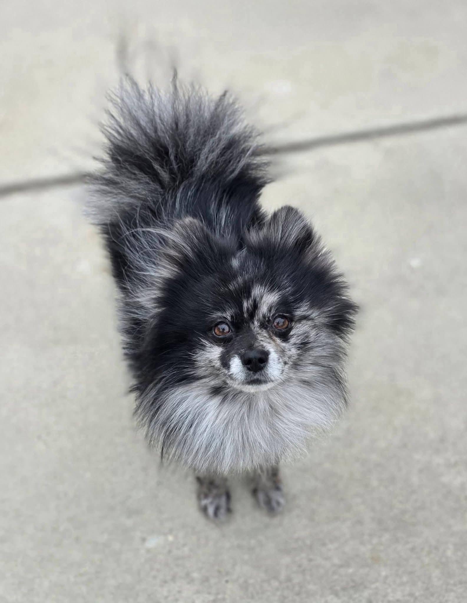 Han Solo, an adopted Pomeranian in Clovis, CA image 4/4