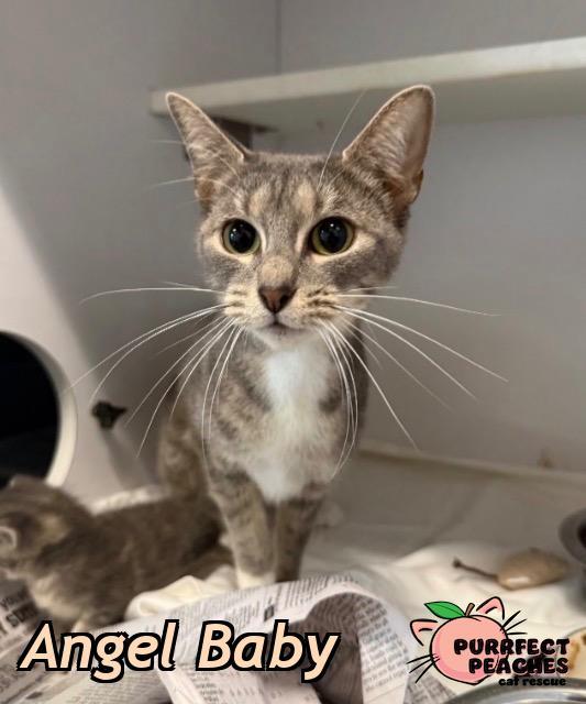 Enlarge Angel Baby, a Adoptable mixed breed in Douglasville, GA image 1/1