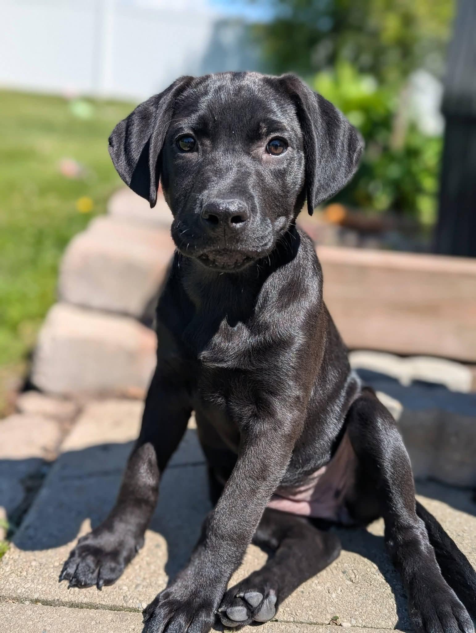 Enlarge Lavender, an adopted mixed breed in Grand Rapids, MI image 1/3