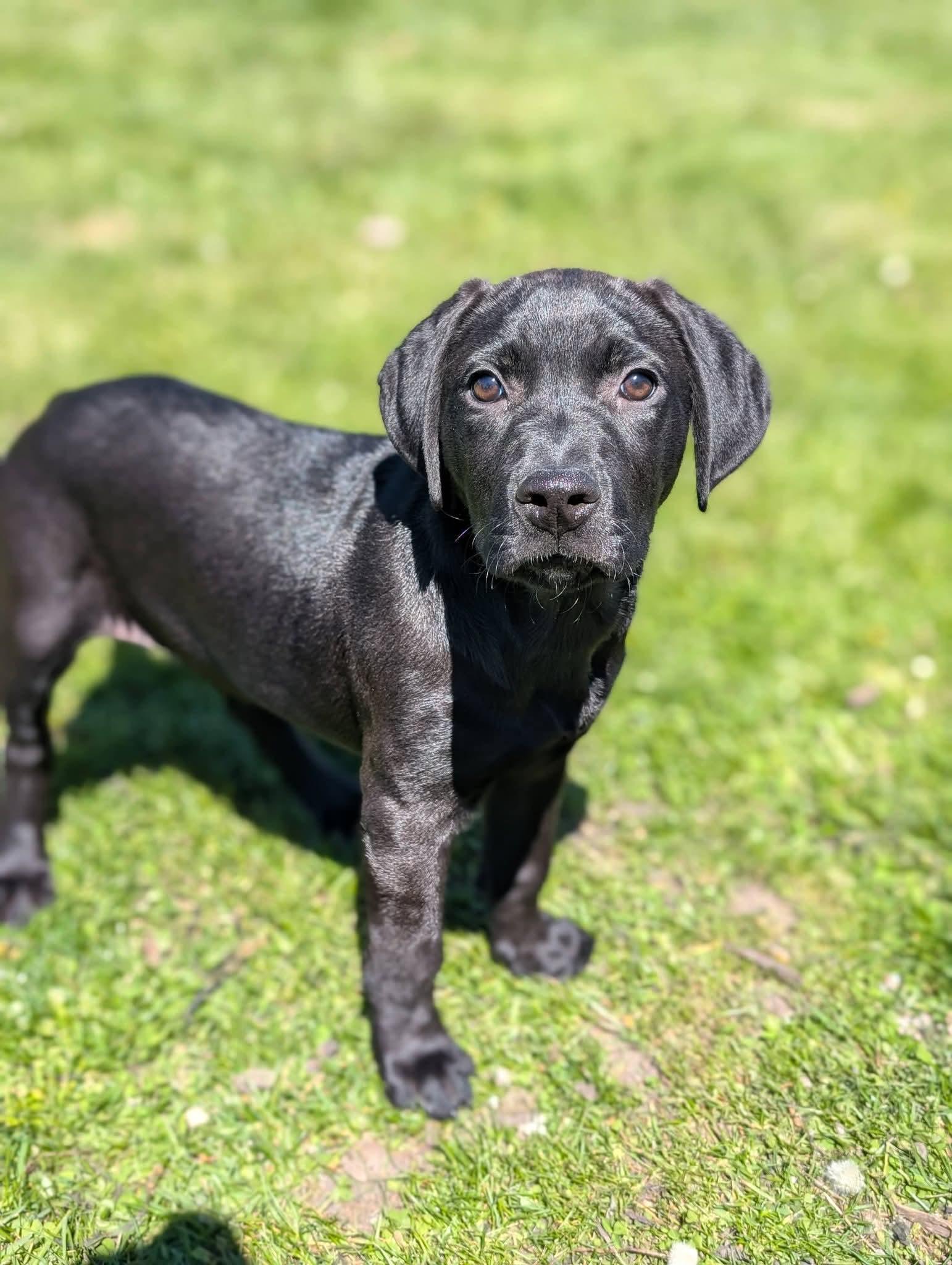 Enlarge Lavender, an adopted mixed breed in Grand Rapids, MI image 2/3