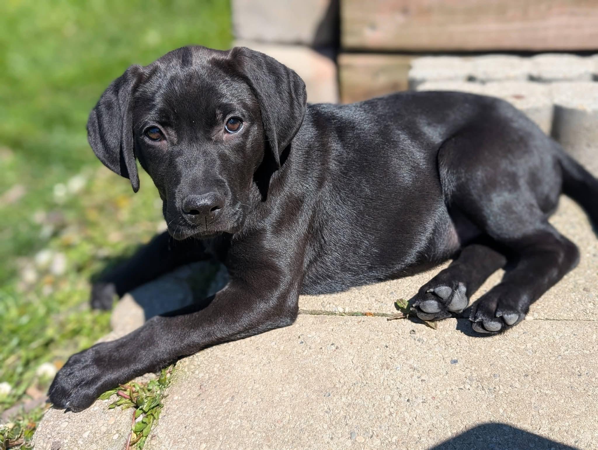 Enlarge Lavender, an adopted mixed breed in Grand Rapids, MI image 3/3