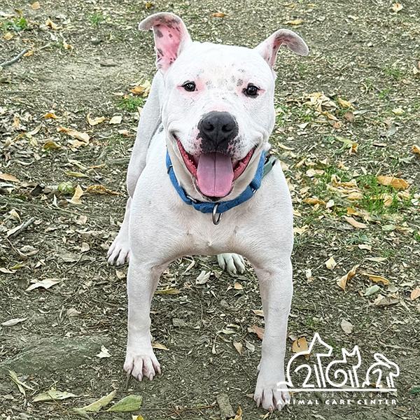 Enlarge JAX, a Adoptable Pit Bull Terrier in Irvine, CA image 1/1