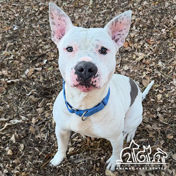 JAX, Adoptable, Adult Male Pit Bull Terrier.