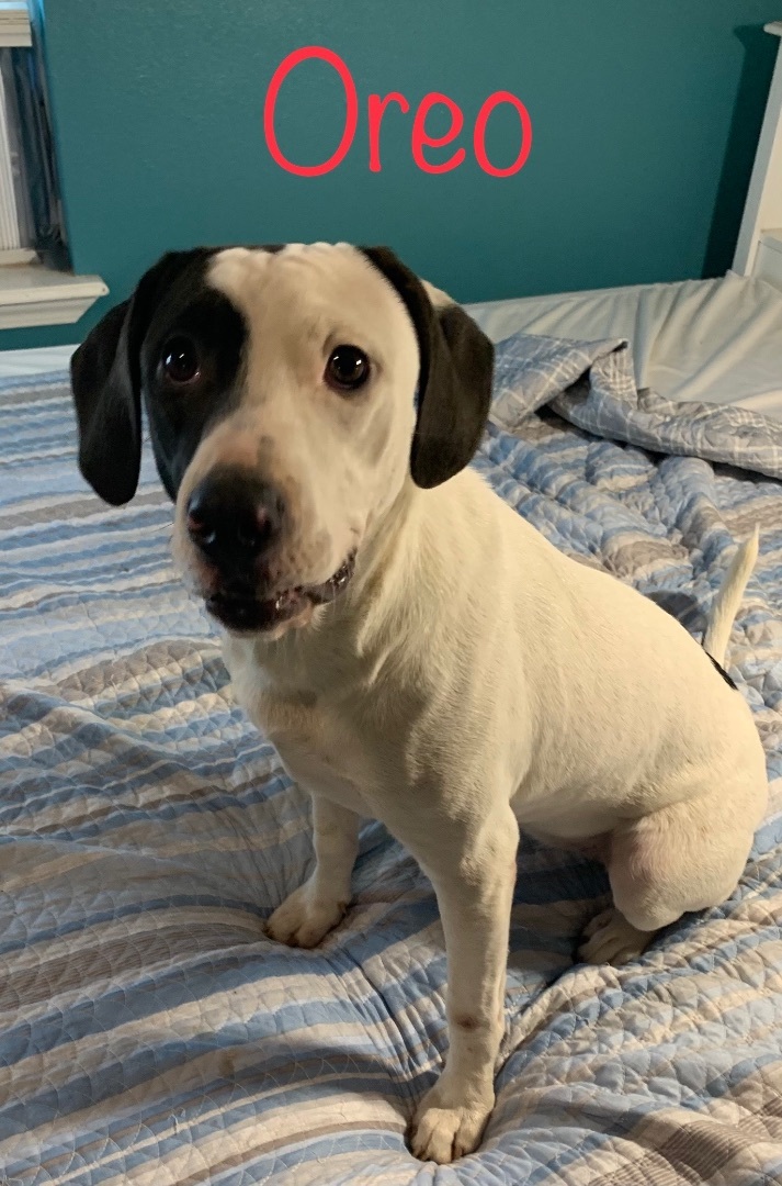 Oreo