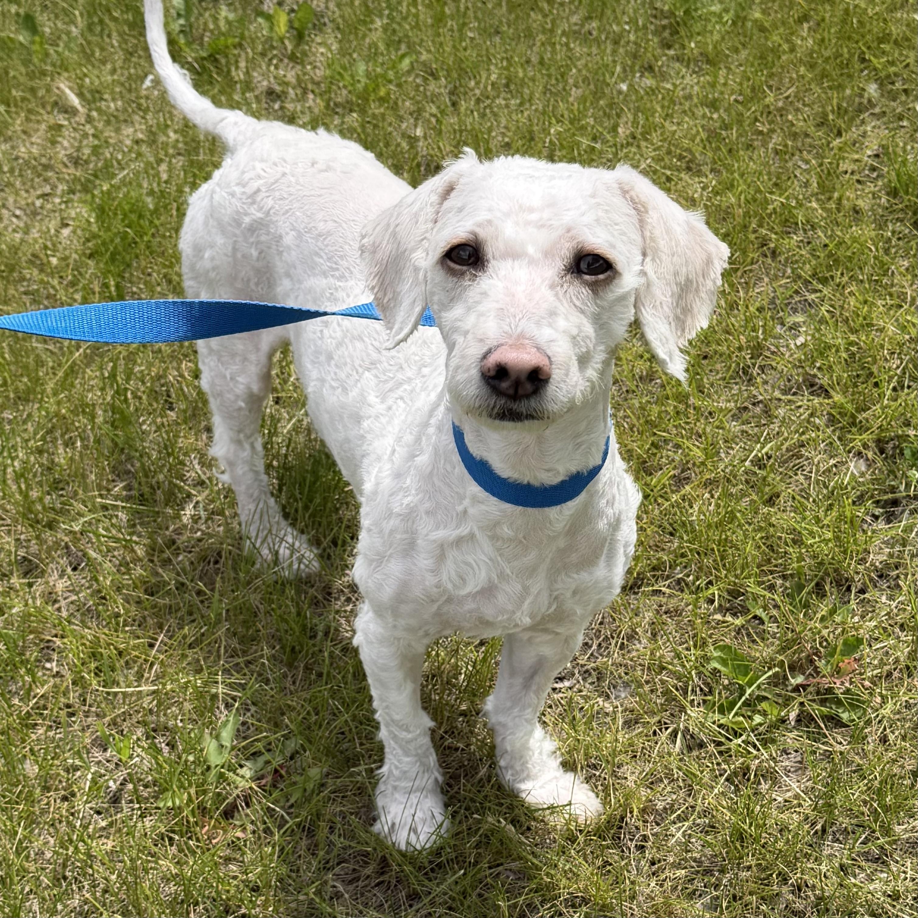 Cloud, an adopted mixed breed in Libertyville, IL image 2/5
