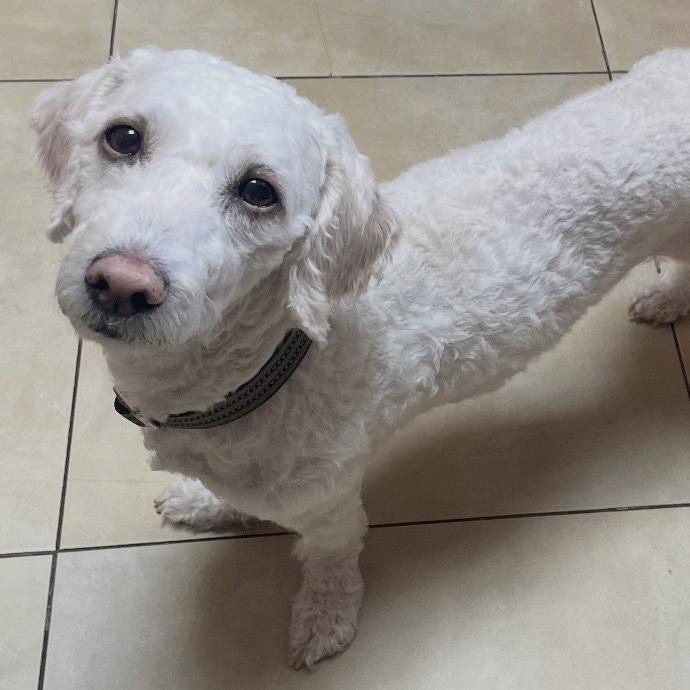 Cloud, an adopted mixed breed in Libertyville, IL image 5/5